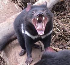 tasmanian devil.jpg